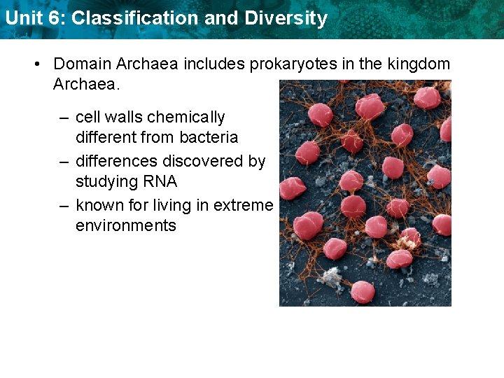 Unit 6: Classification and Diversity • Domain Archaea includes prokaryotes in the kingdom Archaea.