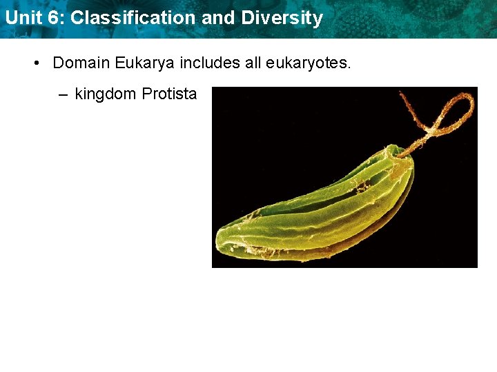 Unit 6: Classification and Diversity • Domain Eukarya includes all eukaryotes. – kingdom Protista