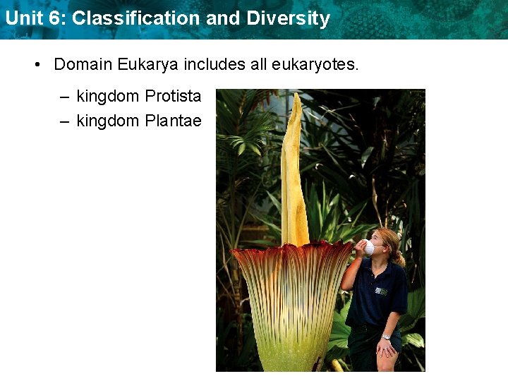 Unit 6: Classification and Diversity • Domain Eukarya includes all eukaryotes. – kingdom Protista