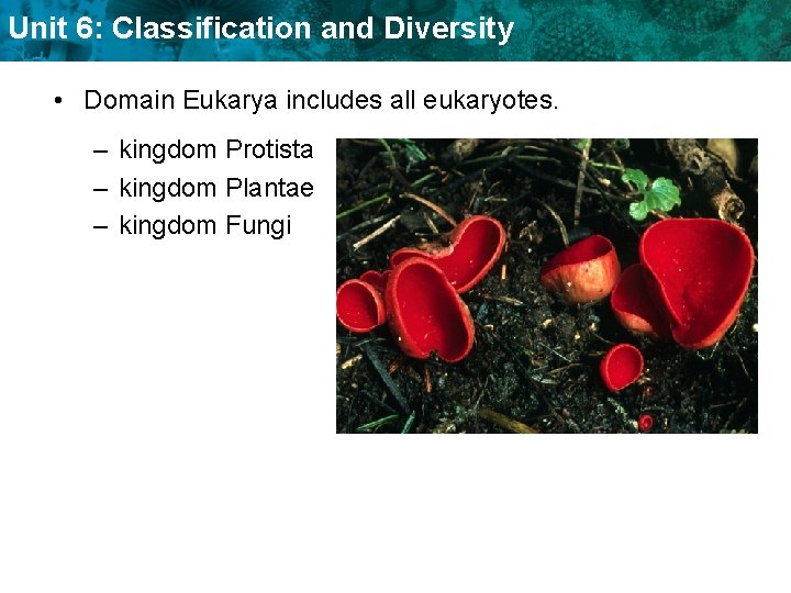 Unit 6: Classification and Diversity • Domain Eukarya includes all eukaryotes. – kingdom Protista