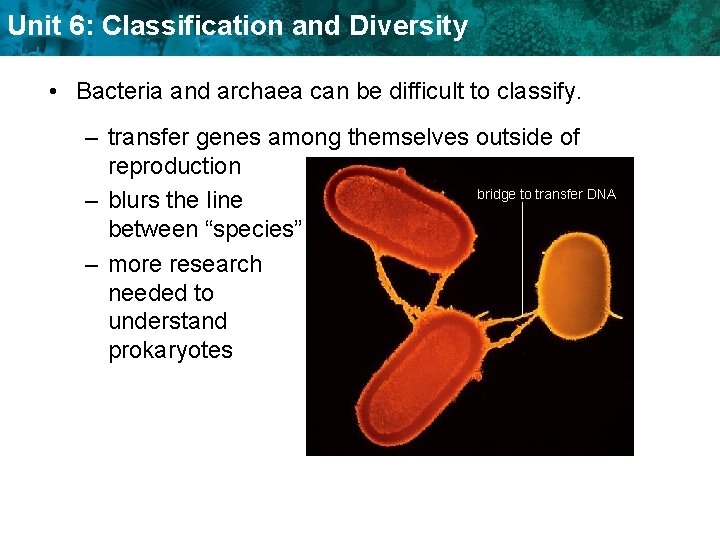 Unit 6: Classification and Diversity • Bacteria and archaea can be difficult to classify.