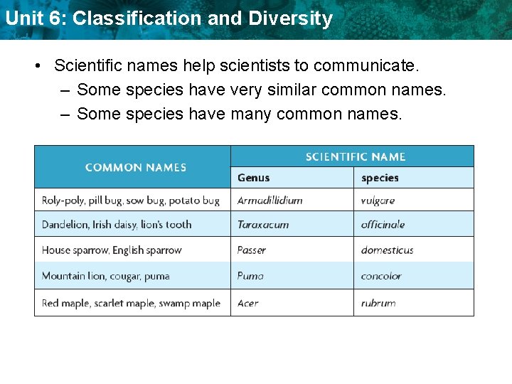 Unit 6: Classification and Diversity • Scientific names help scientists to communicate. – Some