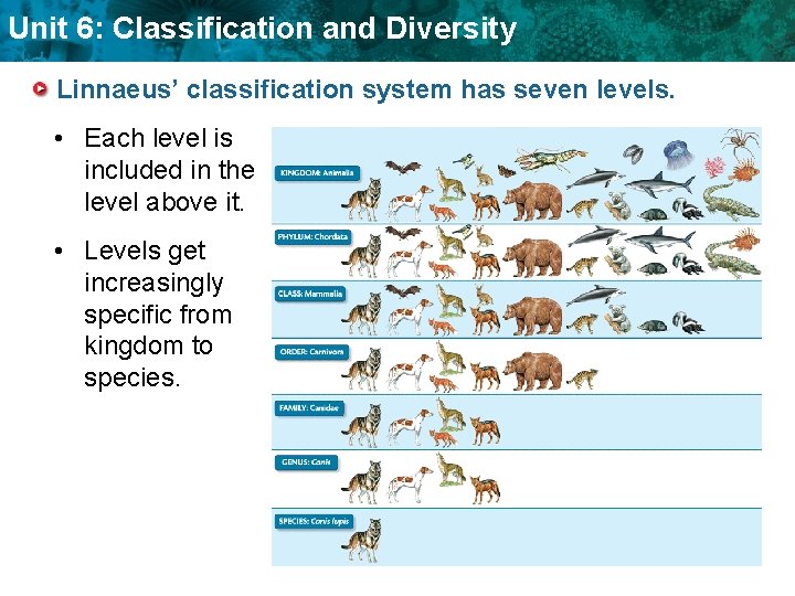 Unit 6: Classification and Diversity Linnaeus’ classification system has seven levels. • Each level