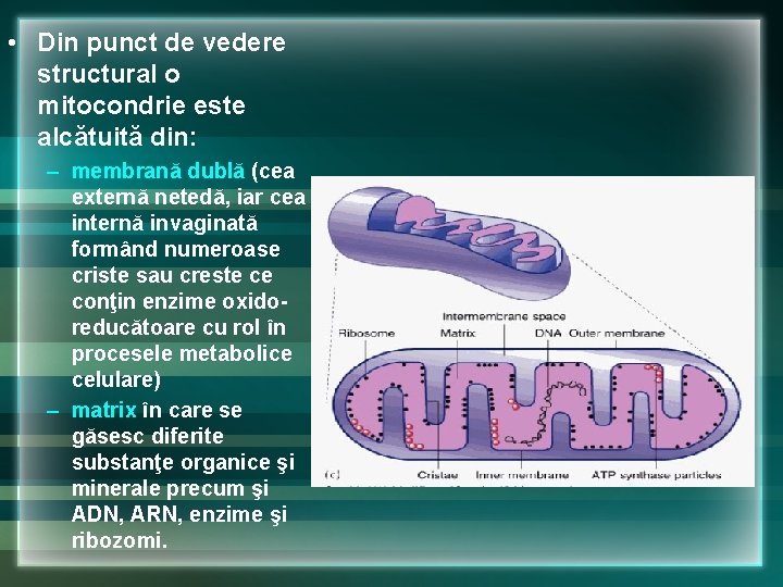• Din punct de vedere structural o mitocondrie este alcătuită din: – membrană • Din punct de vedere structural o mitocondrie este alcătuită din: – membrană