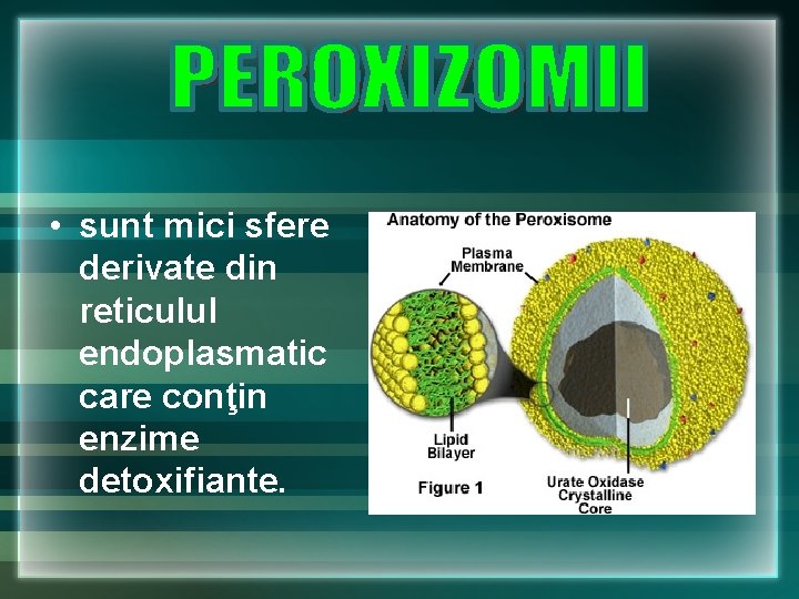 • sunt mici sfere derivate din reticulul endoplasmatic care conţin enzime detoxifiante. • sunt mici sfere derivate din reticulul endoplasmatic care conţin enzime detoxifiante.