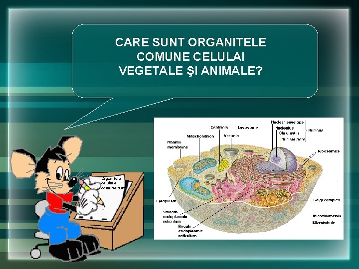 CARE SUNT ORGANITELE COMUNE CELULAI VEGETALE ŞI ANIMALE? Organitele celulare comune sunt. . CARE SUNT ORGANITELE COMUNE CELULAI VEGETALE ŞI ANIMALE? Organitele celulare comune sunt. .