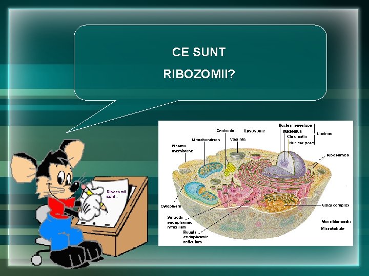 CE SUNT RIBOZOMII? Ribozomii sunt… CE SUNT RIBOZOMII? Ribozomii sunt…