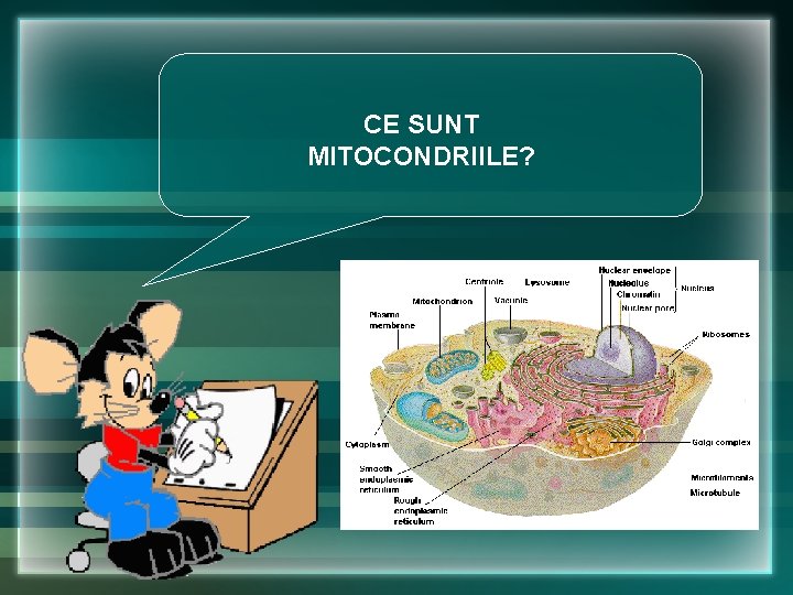 CE SUNT MITOCONDRIILE? CE SUNT MITOCONDRIILE?