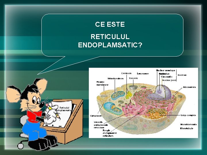 CE ESTE RETICULUL ENDOPLAMSATIC? Reticulul endoplasmatic este… CE ESTE RETICULUL ENDOPLAMSATIC? Reticulul endoplasmatic este…