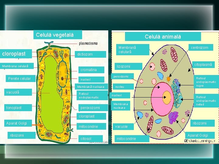 Celulă vegetală cloroplast Celulă animală dictiozom Membrana celulară cromatina Perete celular nucleol Membrană nucleara Celulă vegetală cloroplast Celulă animală dictiozom Membrana celulară cromatina Perete celular nucleol Membrană nucleara