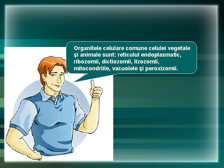 Organitele celulare comune celulei vegetale şi animale sunt: reticulul endoplasmatic, ribozomii, dictiozomii, lizozomii, mitocondriile, Organitele celulare comune celulei vegetale şi animale sunt: reticulul endoplasmatic, ribozomii, dictiozomii, lizozomii, mitocondriile,
