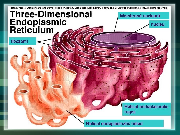 Membrană nucleară nucleu ribozomi Reticul endoplasmatic rugos Reticul endoplasmatic neted Membrană nucleară nucleu ribozomi Reticul endoplasmatic rugos Reticul endoplasmatic neted