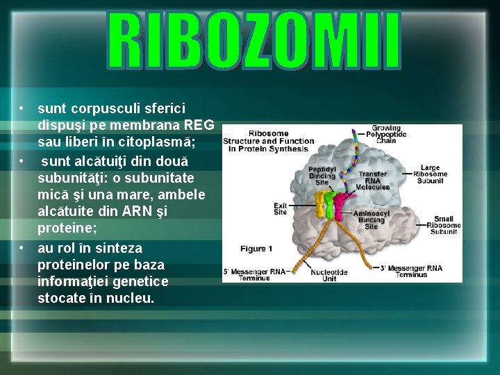 • sunt corpusculi sferici dispuşi pe membrana REG sau liberi în citoplasmă; • • sunt corpusculi sferici dispuşi pe membrana REG sau liberi în citoplasmă; •