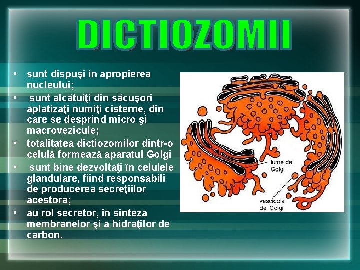 • sunt dispuşi în apropierea nucleului; • sunt alcătuiţi din săcuşori aplatizaţi numiţi • sunt dispuşi în apropierea nucleului; • sunt alcătuiţi din săcuşori aplatizaţi numiţi