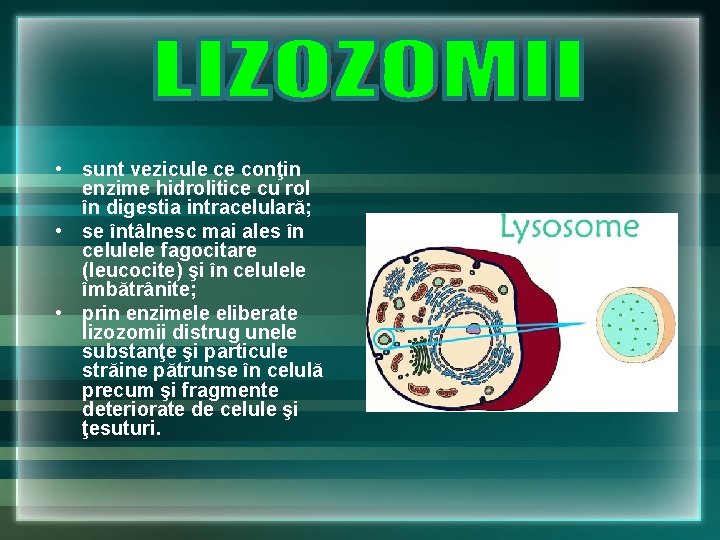 • sunt vezicule ce conţin enzime hidrolitice cu rol în digestia intracelulară; • • sunt vezicule ce conţin enzime hidrolitice cu rol în digestia intracelulară; •