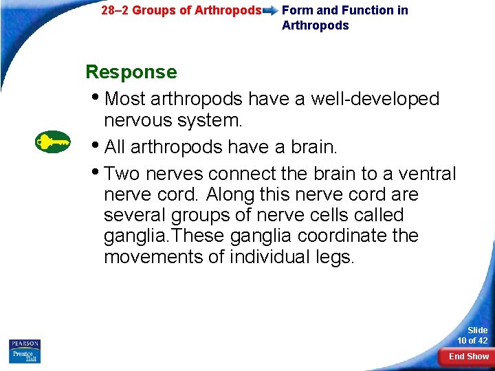 28– 2 Groups of Arthropods Form and Function in Arthropods Response • Most arthropods