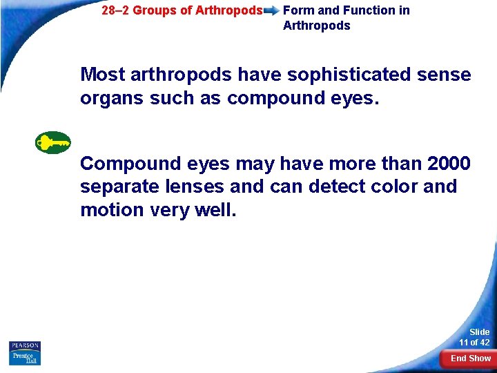 28– 2 Groups of Arthropods Form and Function in Arthropods Most arthropods have sophisticated