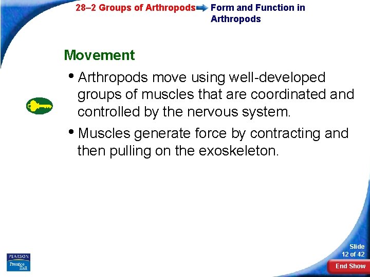 28– 2 Groups of Arthropods Form and Function in Arthropods Movement • Arthropods move