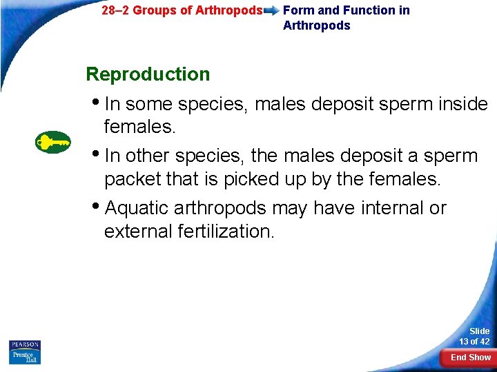 28– 2 Groups of Arthropods Form and Function in Arthropods Reproduction • In some