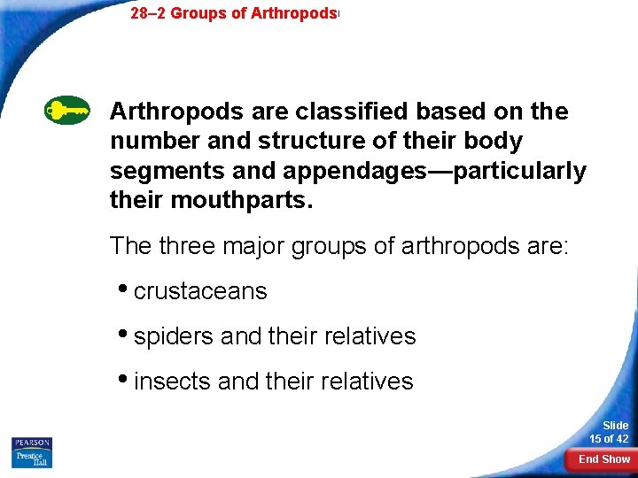 28– 2 Groups of Arthropods are classified based on the number and structure of