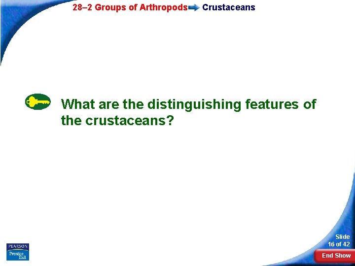 28– 2 Groups of Arthropods Crustaceans What are the distinguishing features of the crustaceans?