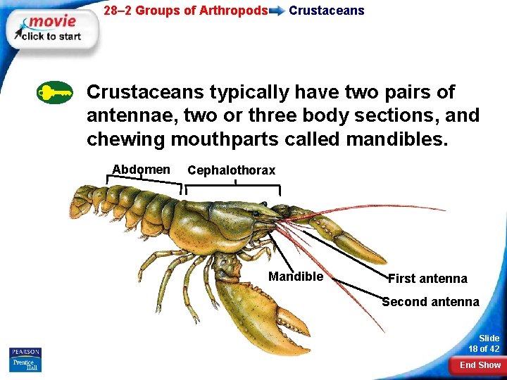 28– 2 Groups of Arthropods Crustaceans typically have two pairs of antennae, two or