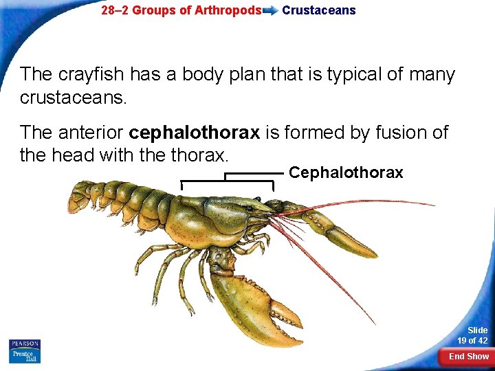 28– 2 Groups of Arthropods Crustaceans The crayfish has a body plan that is