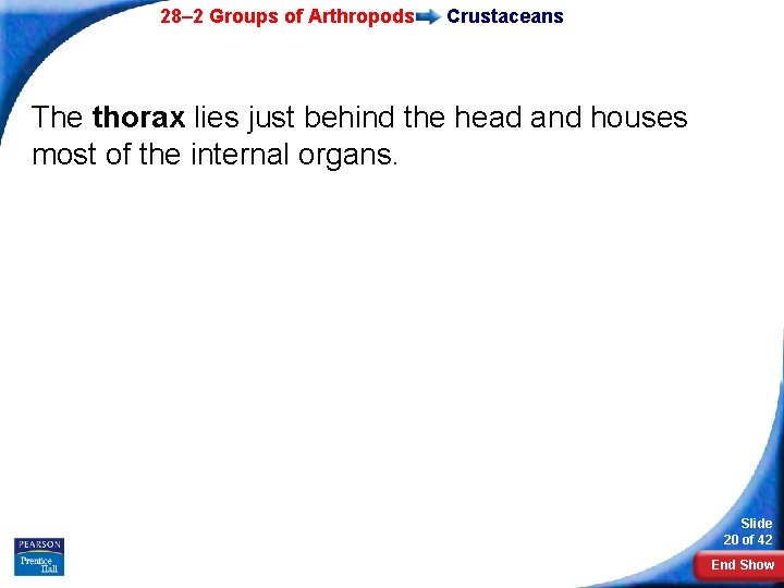 28– 2 Groups of Arthropods Crustaceans The thorax lies just behind the head and