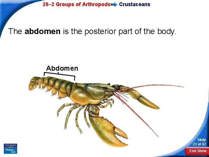28– 2 Groups of Arthropods Crustaceans The abdomen is the posterior part of the