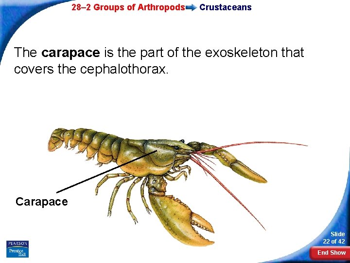28– 2 Groups of Arthropods Crustaceans The carapace is the part of the exoskeleton