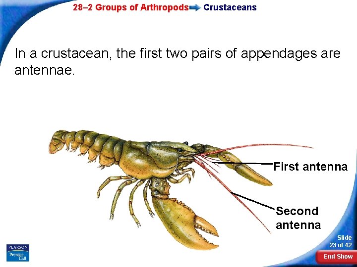28– 2 Groups of Arthropods Crustaceans In a crustacean, the first two pairs of