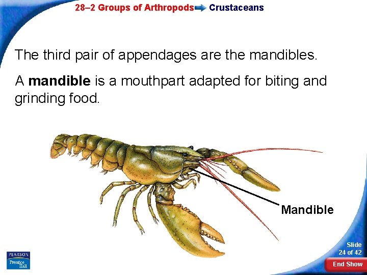 28– 2 Groups of Arthropods Crustaceans The third pair of appendages are the mandibles.