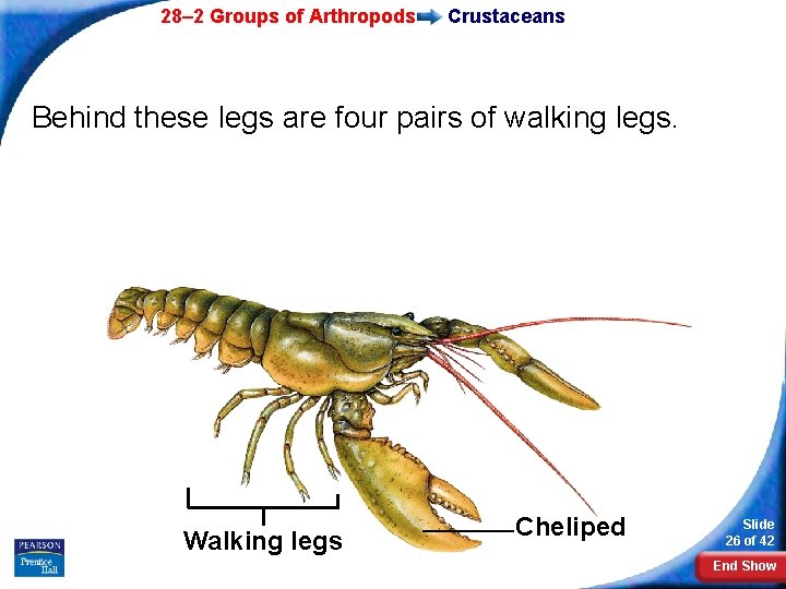 28– 2 Groups of Arthropods Crustaceans Behind these legs are four pairs of walking