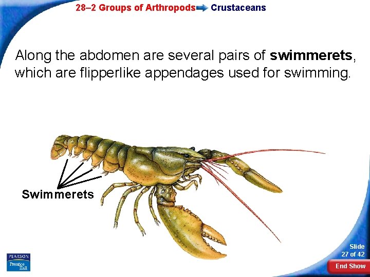 28– 2 Groups of Arthropods Crustaceans Along the abdomen are several pairs of swimmerets,