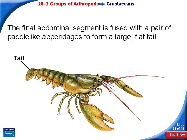 28– 2 Groups of Arthropods Crustaceans The final abdominal segment is fused with a