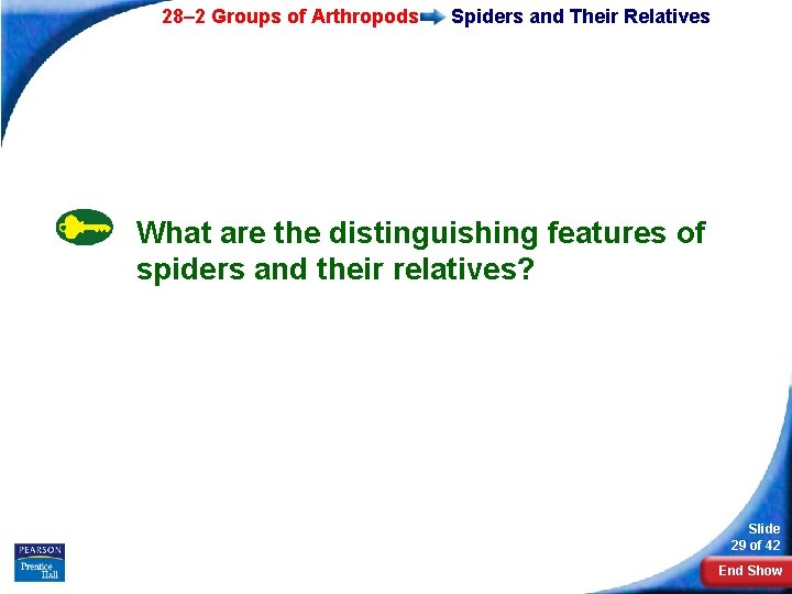 28– 2 Groups of Arthropods Spiders and Their Relatives What are the distinguishing features