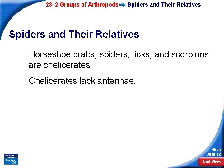 28– 2 Groups of Arthropods Spiders and Their Relatives Horseshoe crabs, spiders, ticks, and