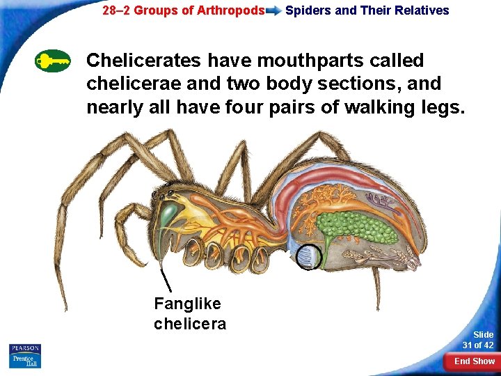28– 2 Groups of Arthropods Spiders and Their Relatives Chelicerates have mouthparts called chelicerae