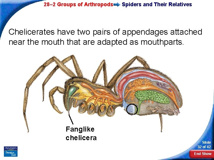 28– 2 Groups of Arthropods Spiders and Their Relatives Chelicerates have two pairs of