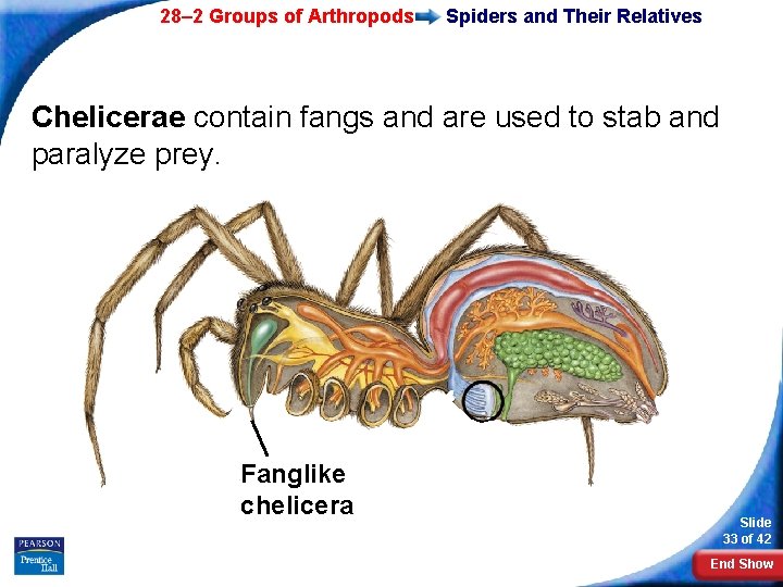 28– 2 Groups of Arthropods Spiders and Their Relatives Chelicerae contain fangs and are