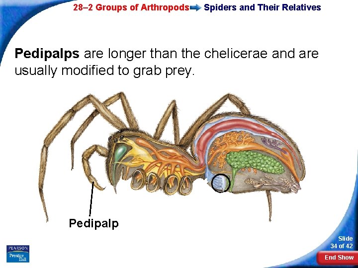 28– 2 Groups of Arthropods Spiders and Their Relatives Pedipalps are longer than the