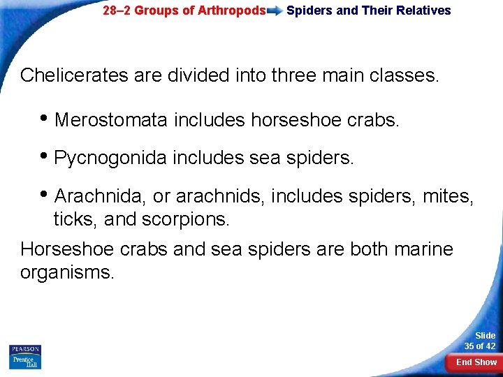 28– 2 Groups of Arthropods Spiders and Their Relatives Chelicerates are divided into three
