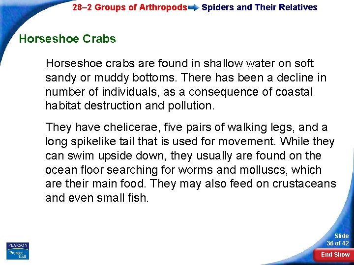 28– 2 Groups of Arthropods Spiders and Their Relatives Horseshoe Crabs Horseshoe crabs are