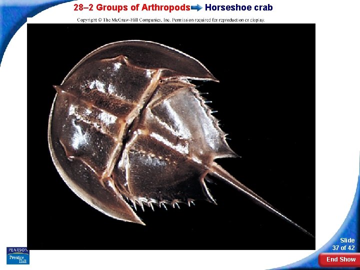 28– 2 Groups of Arthropods Horseshoe crab Slide 37 of 42 End Show 