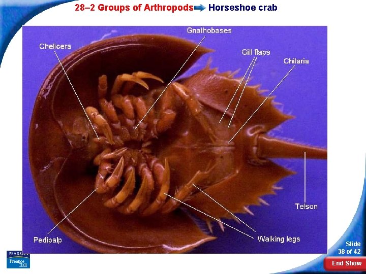 28– 2 Groups of Arthropods Horseshoe crab Slide 38 of 42 End Show 