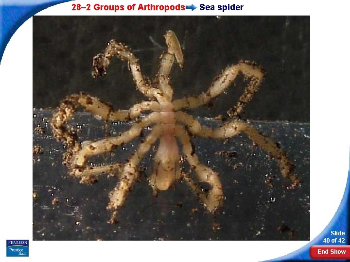 28– 2 Groups of Arthropods Sea spider Slide 40 of 42 End Show 