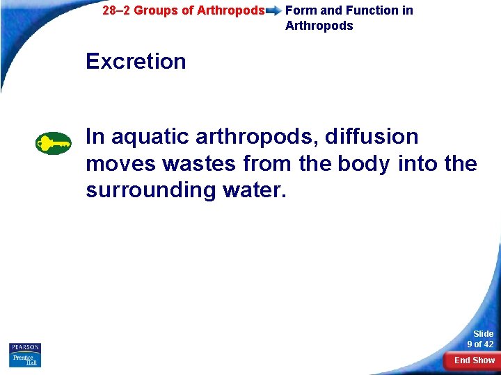 28– 2 Groups of Arthropods Form and Function in Arthropods Excretion In aquatic arthropods,