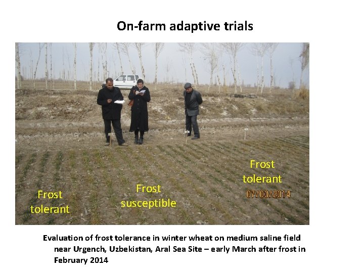 On-farm adaptive trials Frost tolerant Frost susceptible Frost tolerant Evaluation of frost tolerance in