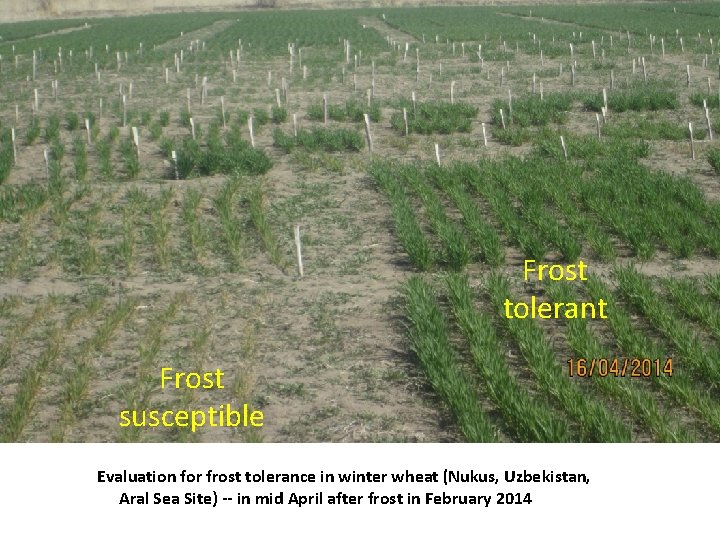 Frost tolerant Frost susceptible tolerant susceptible Frost tolerant Evaluation for frost tolerance in winter
