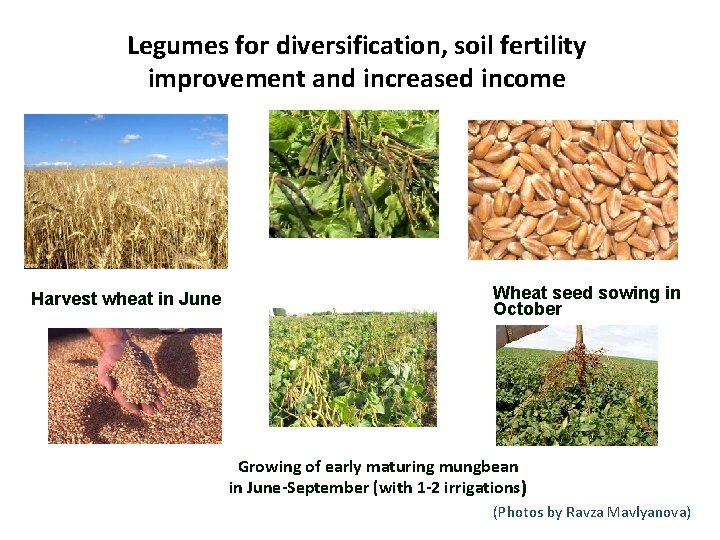 Legumes for diversification, soil fertility improvement and increased income Harvest wheat in June Wheat